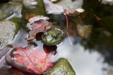 Green Frog in the Fall