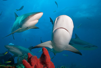 Caribbean reef sharks and coral reef 