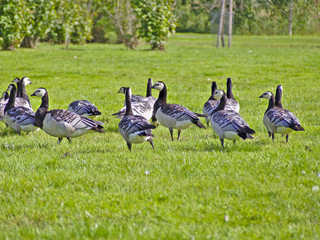 Flock of barnacle geese having a rest on green grass on their migration to south in fall.