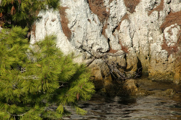 Wood, water and rock