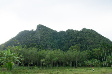 Fototapeta na wymiar Mountain and rubber plantation