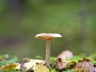 Closeup of small light brown mushroom growing in forest.