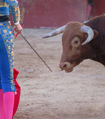 TORO MIRANDO FIJAMENTE LA ESPADA 