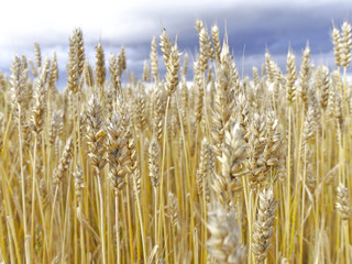 Fototapeta premium Golden wheat spikes closeup. Harvest season background.