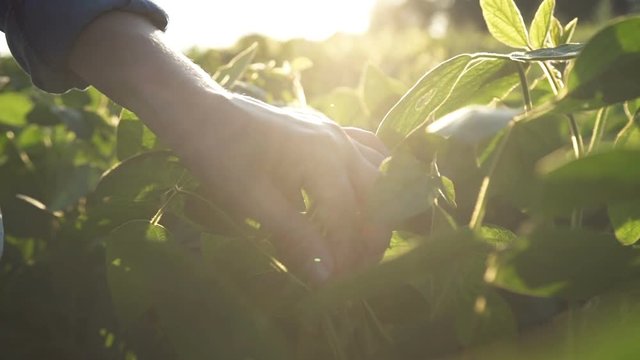 Green leaves of soy bean in hand. Slow motion