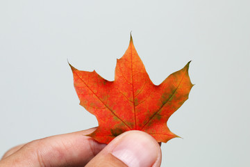 Autumnal maple orange leaf in hand on a white background