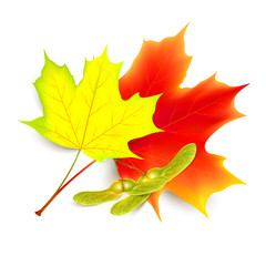 Maple leaf. Autumn maple leaf isolated on a white background. Vector illustration