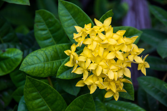yellow spike flower or Ixora coccinea in the garden