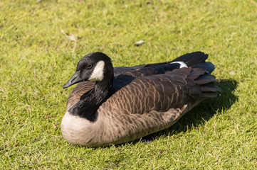 Canada goose sitting on grass in Vancouver, British Columbia, Canada