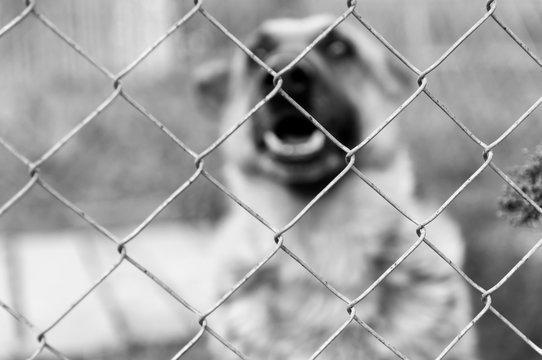 Wired fence, barking German Shepherd in the background in black and white. - Powered by Adobe