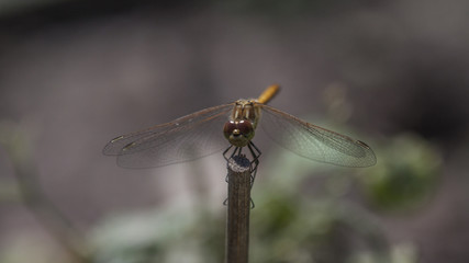 damselfly