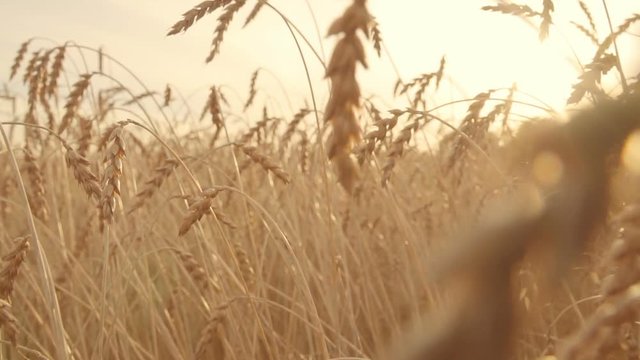 Camera slow moving through golden wheat field. Ripe wheat ears. Harvesting