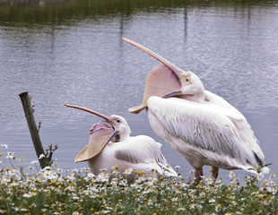 pelican with open beaks near the water