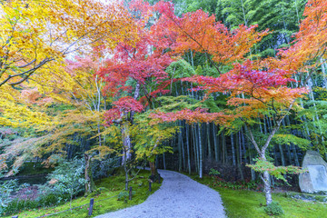 京都　秋の風景　紅葉と竹林
Kyoto Autumn Landscape at Enkouji No.9