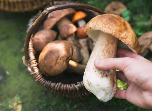 wooden basket with mushrooms