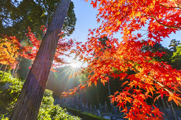 京都　山の紅葉に差す朝日　その１
Kyoto Autumn Landscape No.6