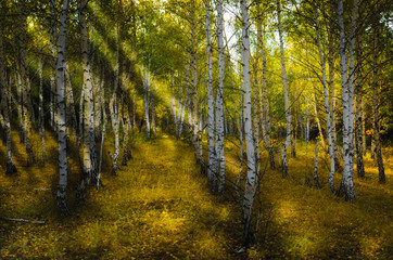 Autumn birch forest