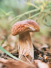 boletus