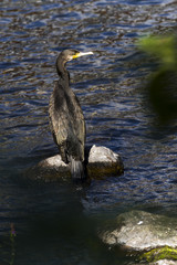 Cormorant, aquatic bird