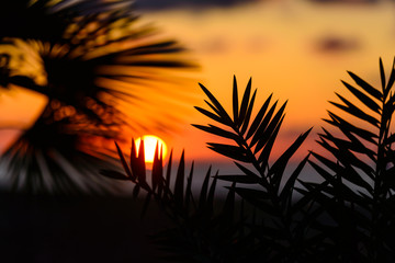 Fototapeta na wymiar Silhouette of Sabal palmetto leaves against sunset sky
