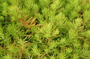 Sedum subulatum aurelina green plant background