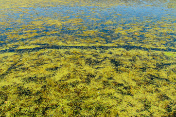 Green algae pollution on a water surface