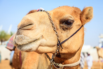 Racing camel