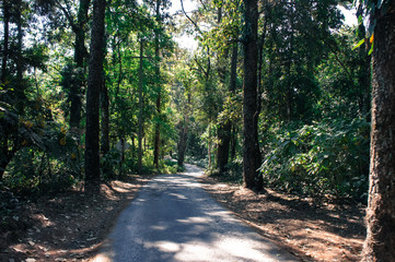 Obraz premium The way in to forest.