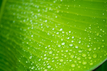 Rain drop dew on banana leaf