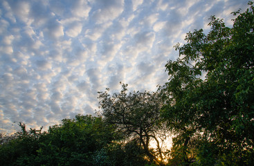 Zachodzące niebo, na pierwszym planie drzewa. Zdjęcie HDR. - obrazy, fototapety, plakaty