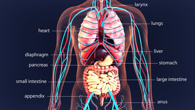 3d illustration of human body organs anatomy
