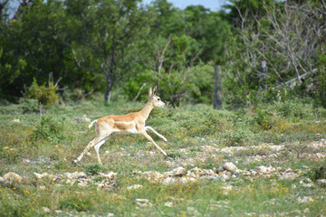 Black Buck Doe Antelope 