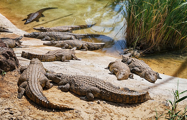 Many crocodiles lying on coast near water, Indonesia.