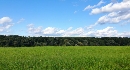 Beautiful grass valley in the woods