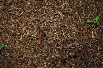 Ant colony close-up