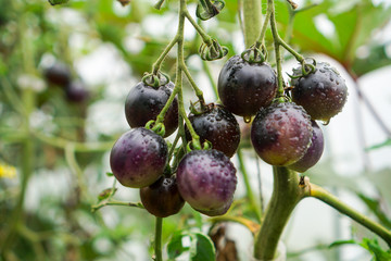Tomatoes on Vine