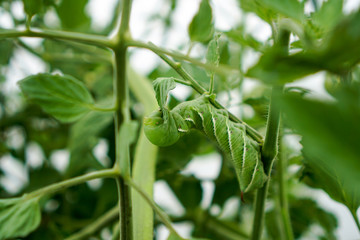 Horn Worm Eating Leaf