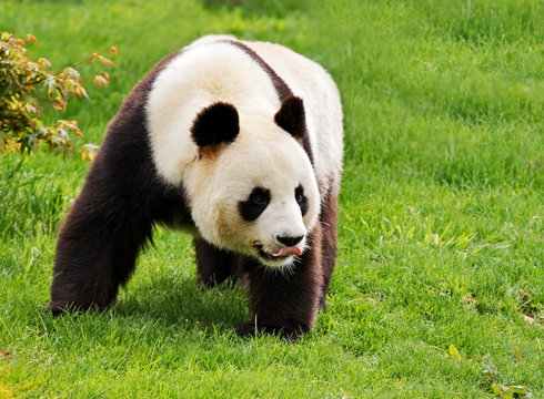 Fototapeta Giant panda is standing with tongue hanging out.