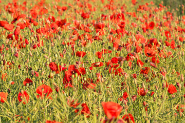 Fototapeta premium Opium poppy field with rape Papaver rhoeas