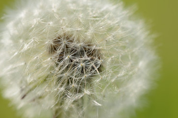 Dandelion seeds, Taraxacum officinale