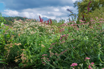 Field of Wild Flowers