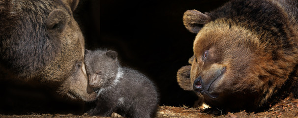 bears family - brown bear - Ursus arctos