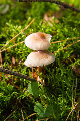 Pholiotina rugosa mushrooms