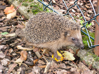 Hedgehog sitting besides garden fence in autumn
