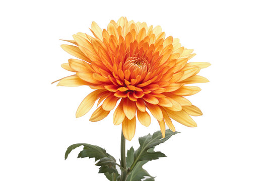 Chrysanthemum