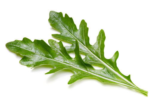 Rucola Leaves Isolated On White