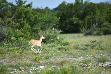 Black Buck Doe Antelope 