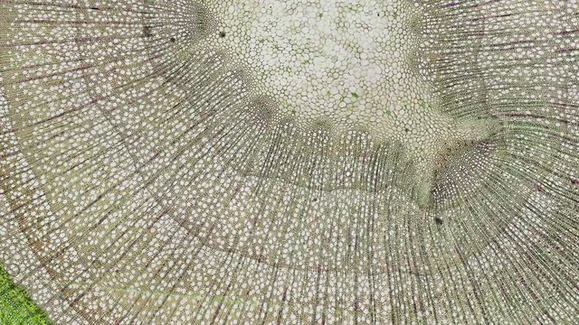 cross section cut of a stem under the microscope