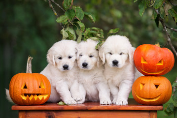 three golden retriever puppies with carved pumpkins