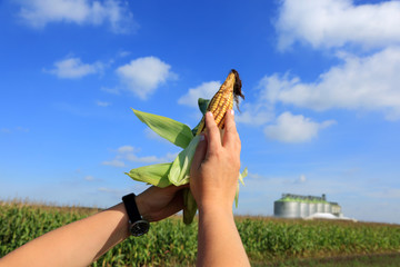 Kolba kukurydzy w dłoniach kobiety na polu kukurydzy.